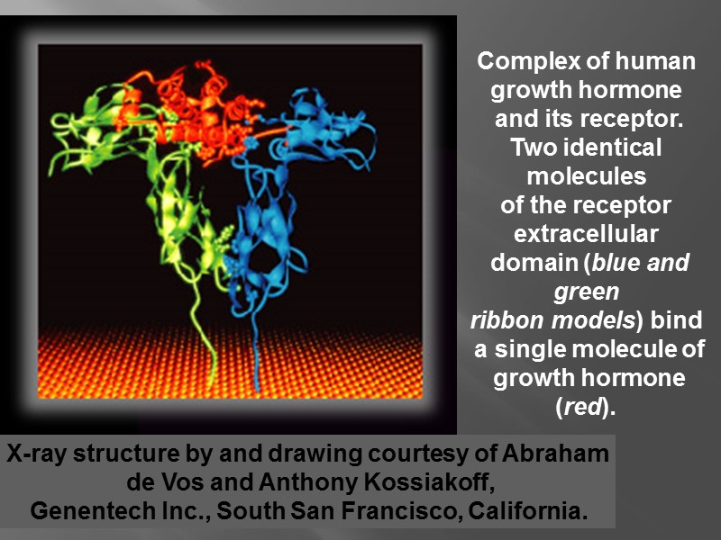 X-ray structure by and drawing courtesy of Abraham  de Vos and Anthony Kossiakoff,